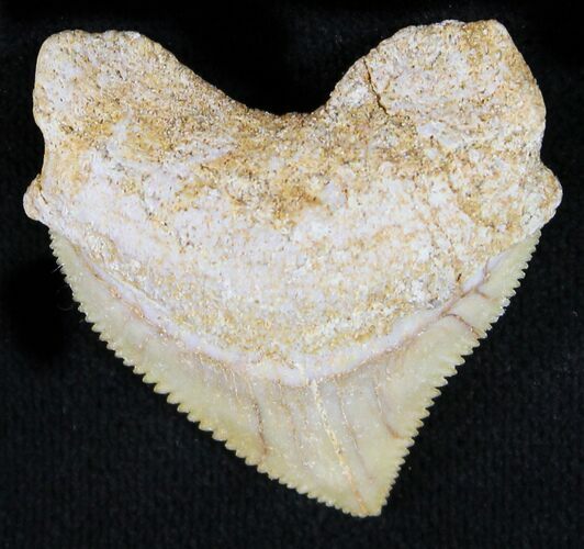 Nice Squalicorax (Crow Shark) Fossil Tooth #23501